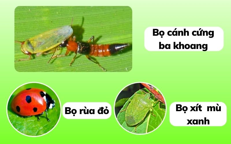 nhận biết và quản lý hiệu quả rầy xanh